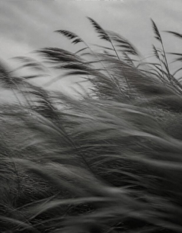 Grass in wind